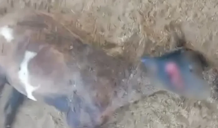 Chupa-cabra alagoano? animais são encontrados mortos em sítio