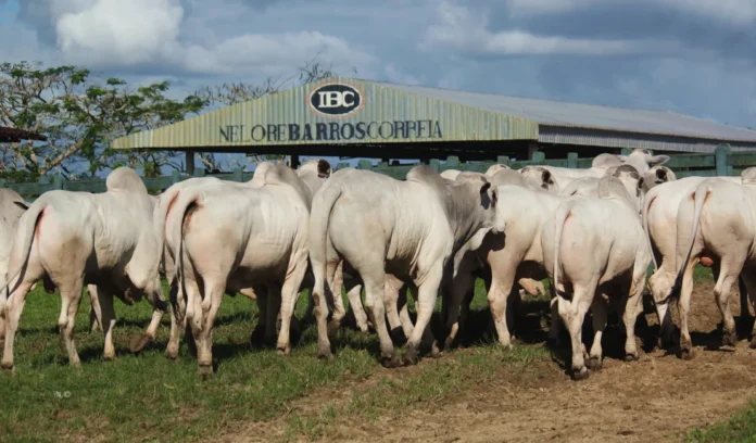 Com 100% de liquidez, 25º Leilão IBC confirma força da genética Nelore alagoana